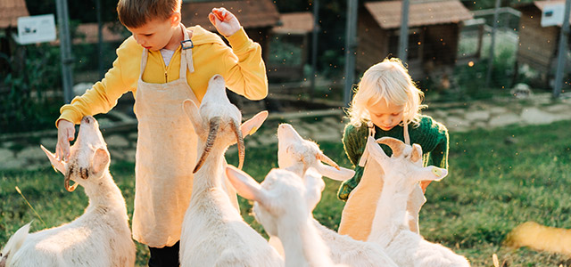Fira barnkalas på en bondgård i Stockholm